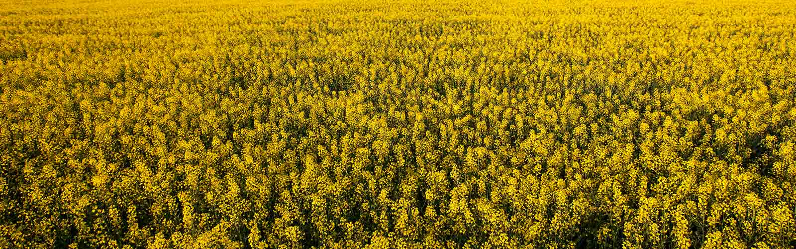 close crop of a canola field in bloom