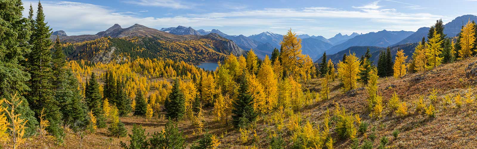 Moutain range in Banff National Park's Sunshine Meadows featuring the yellow larches in fall